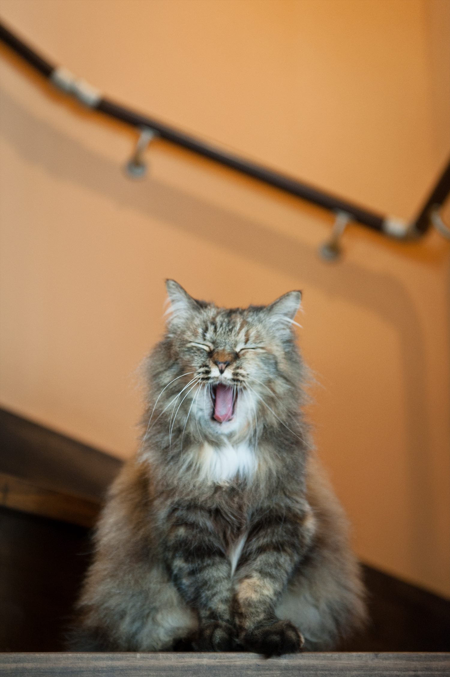 猫と暮らす、ガレージのある家　ーつくばみらい市A様邸ー